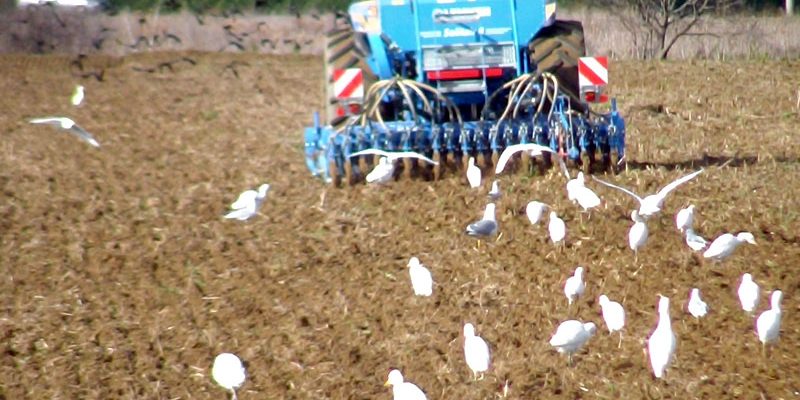 agriturismo-follonica-scarlino-podere-i-giganti-ceci