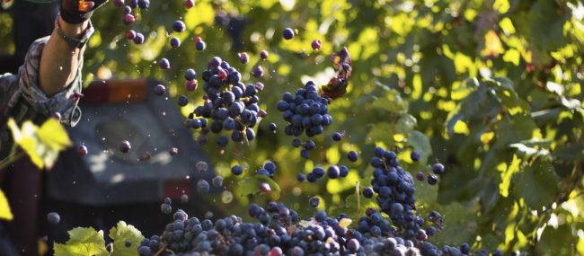 cantine-toscana-da-visitare